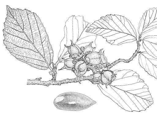 Parrotia persica Habitus Früchte